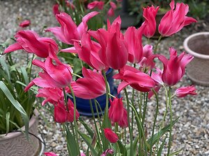 Blog. tulips2
